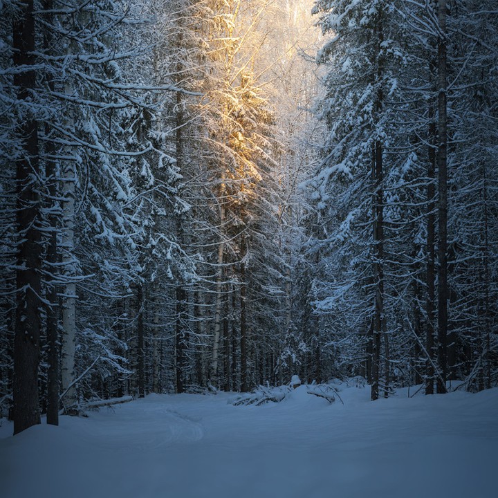 лес, зима, красота