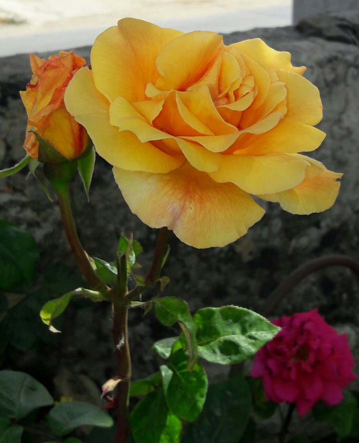 rose