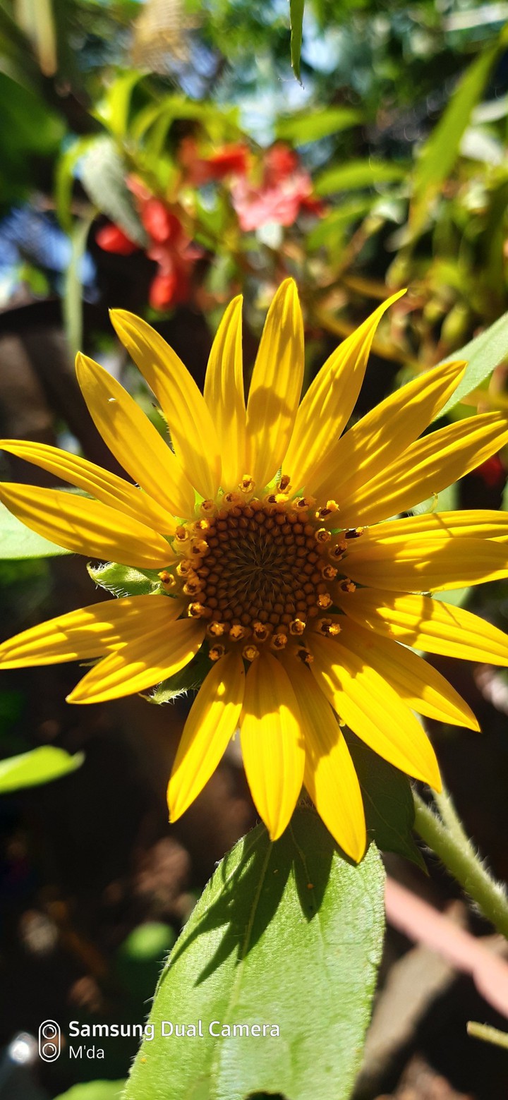 Sunflower