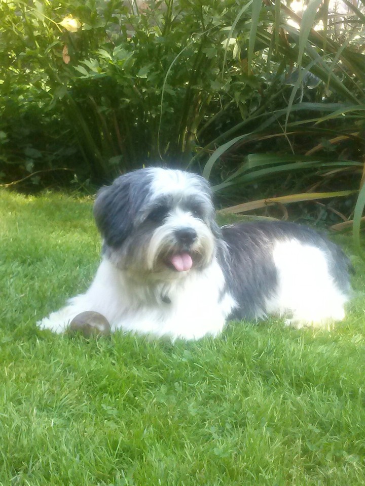 The dog fore my Uncle