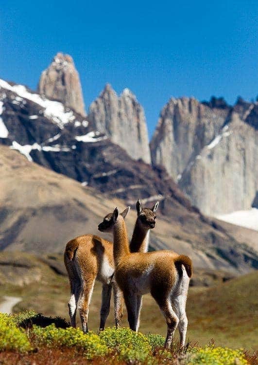 Lama