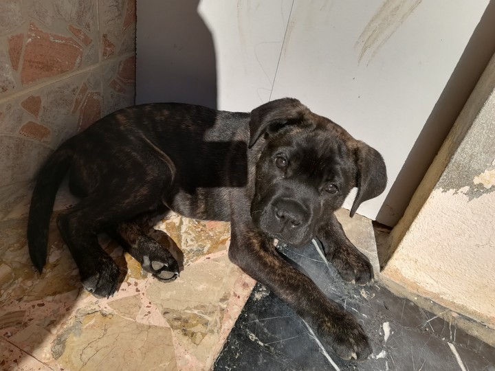 Cane corso