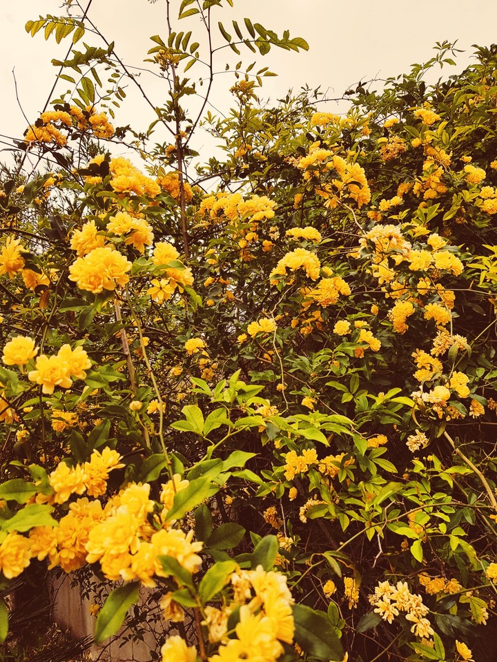 yelloww