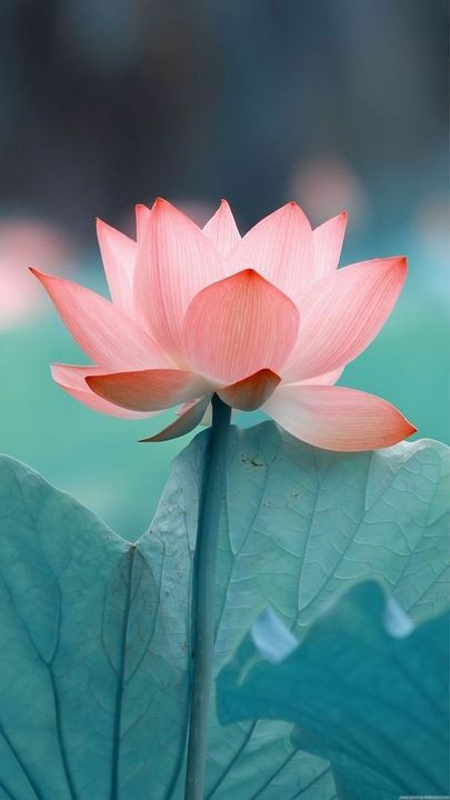flowers / summer wallpaper || цветы / летние обои