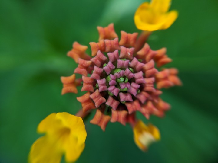 flores