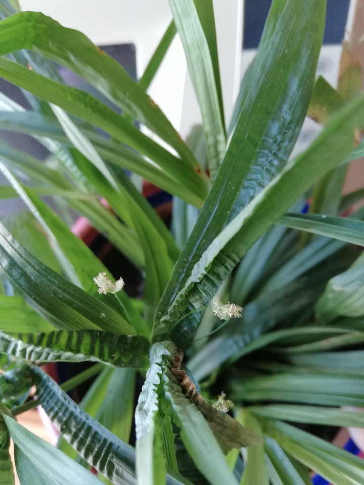 My plant