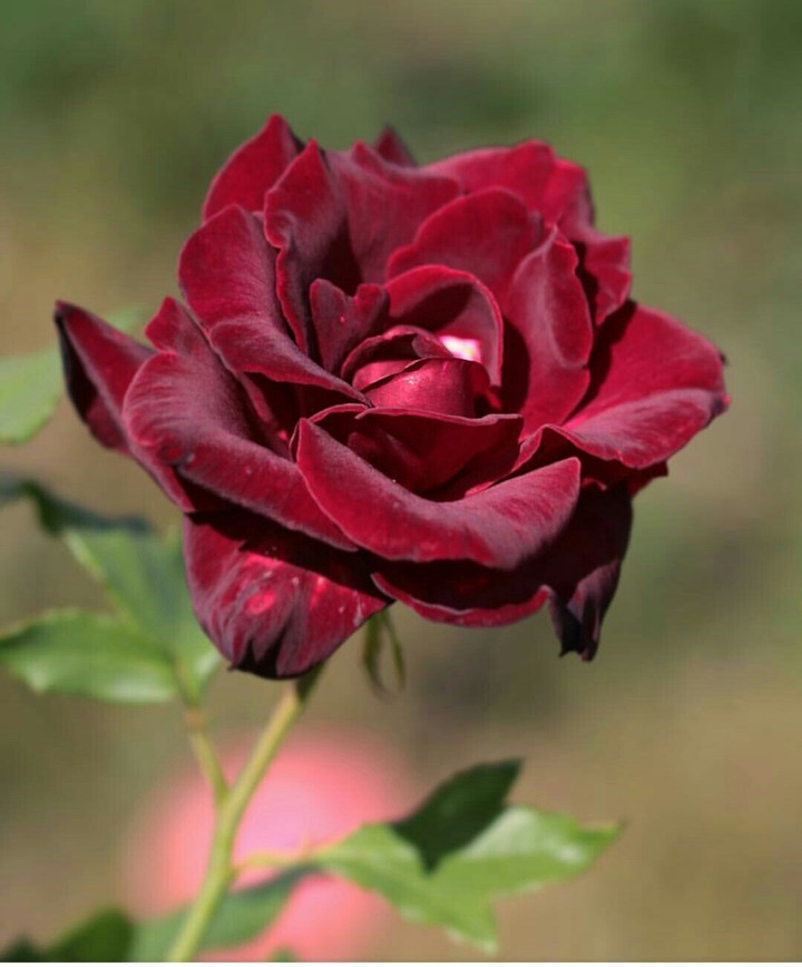 beautiful flower