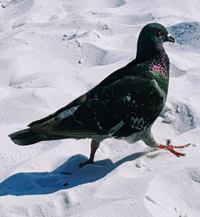 beach chicken
