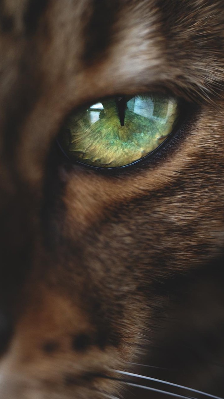 Кот