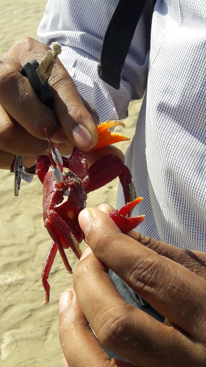 The Land of Red Crabs