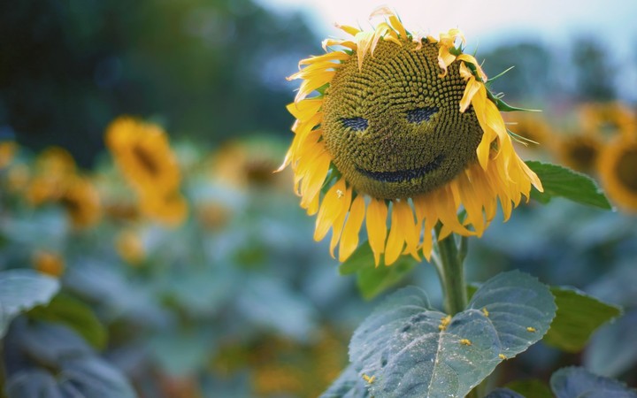 Always rejoice