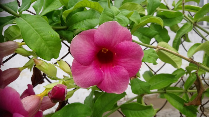 màu thương nhớ