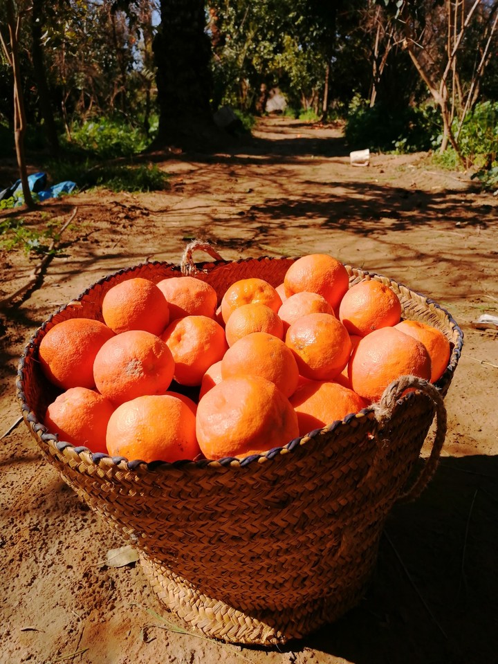 orange of iraq/diyala نارنح ديالى