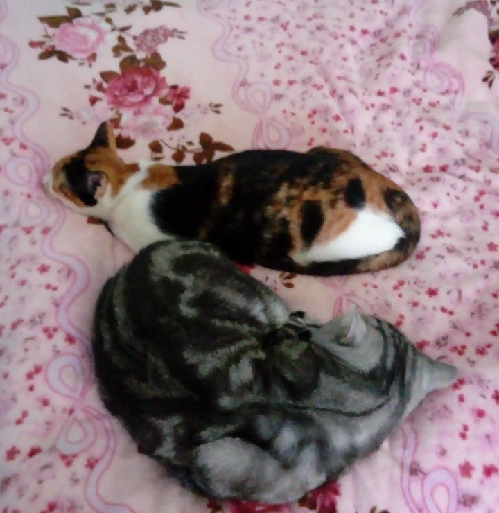 3)коты