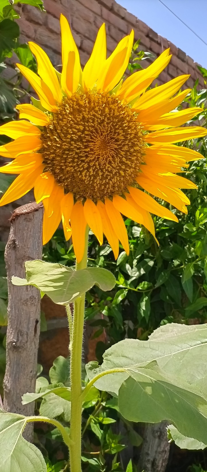 Sunflower?