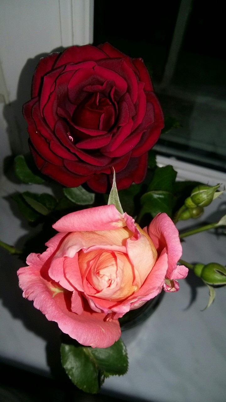 from my family garden