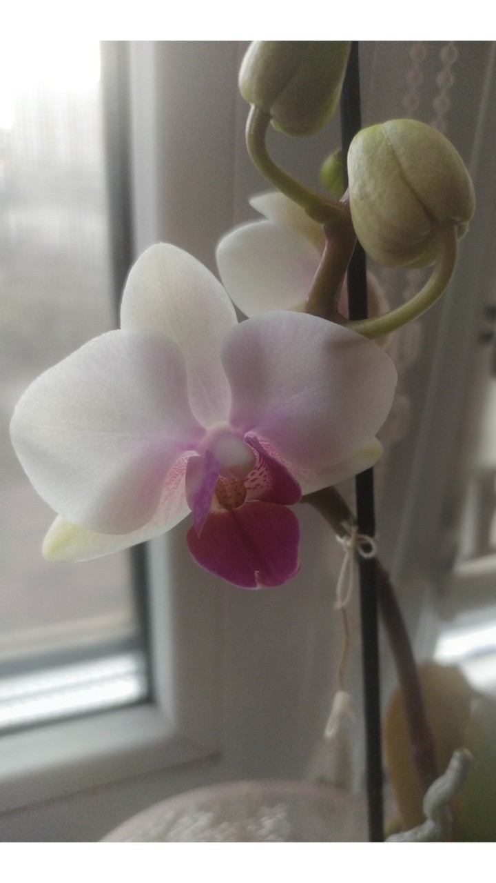 Orchid