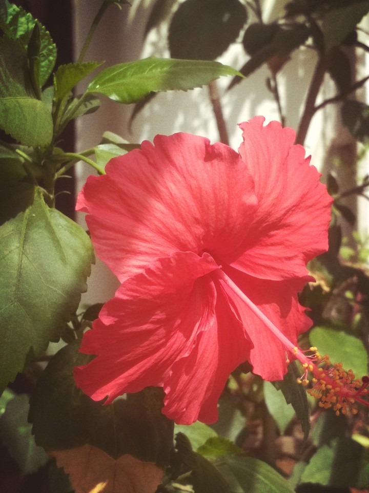 Macro
