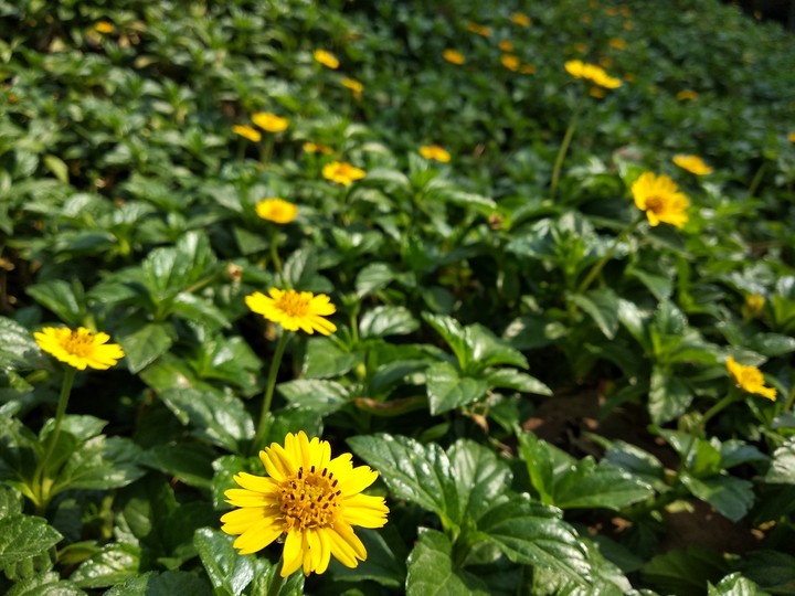 Morning flora