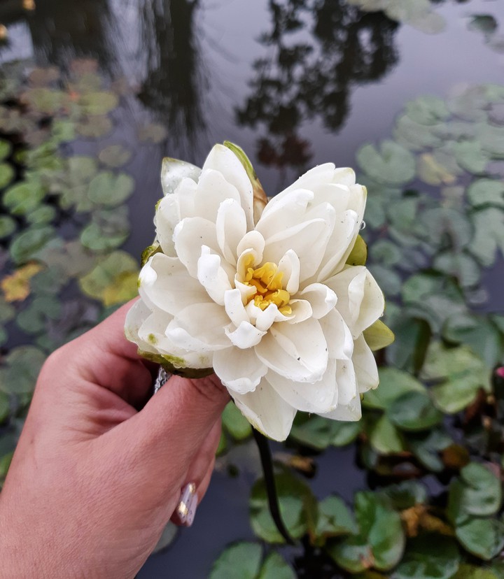 flower
