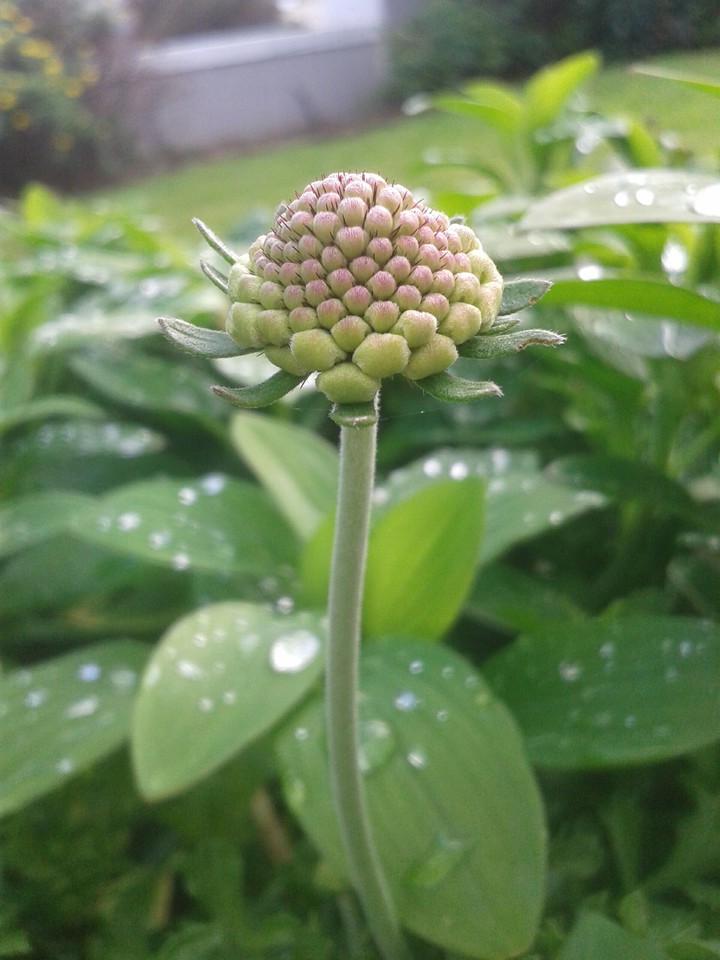 Small Flower