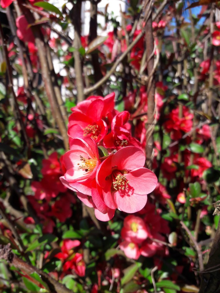 flowers