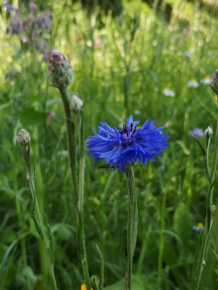 Kornblume