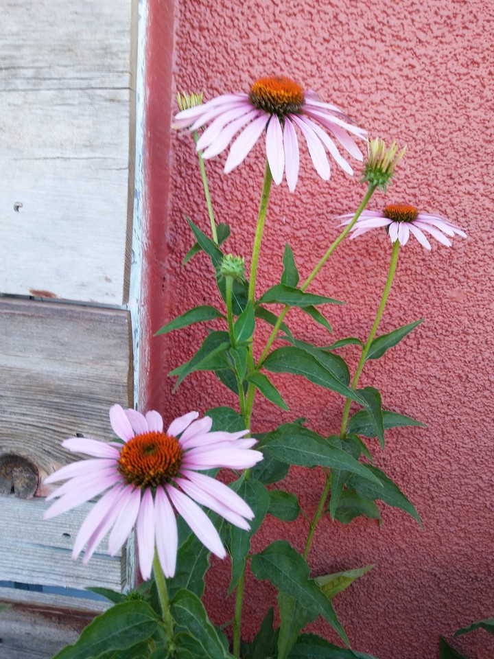 Nature's Bounty