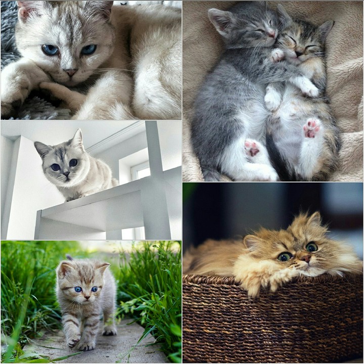Creation of cats of You My friends!