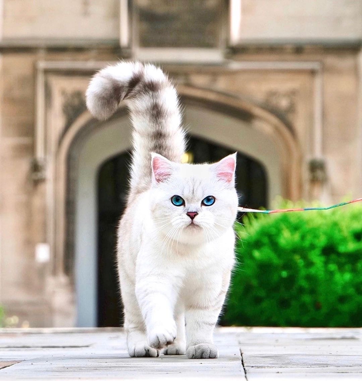 British cat
