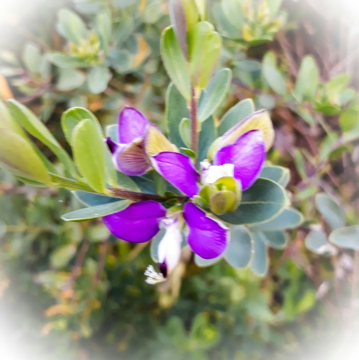 Flowering Bush