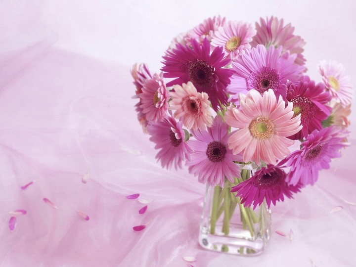 pink shades flower