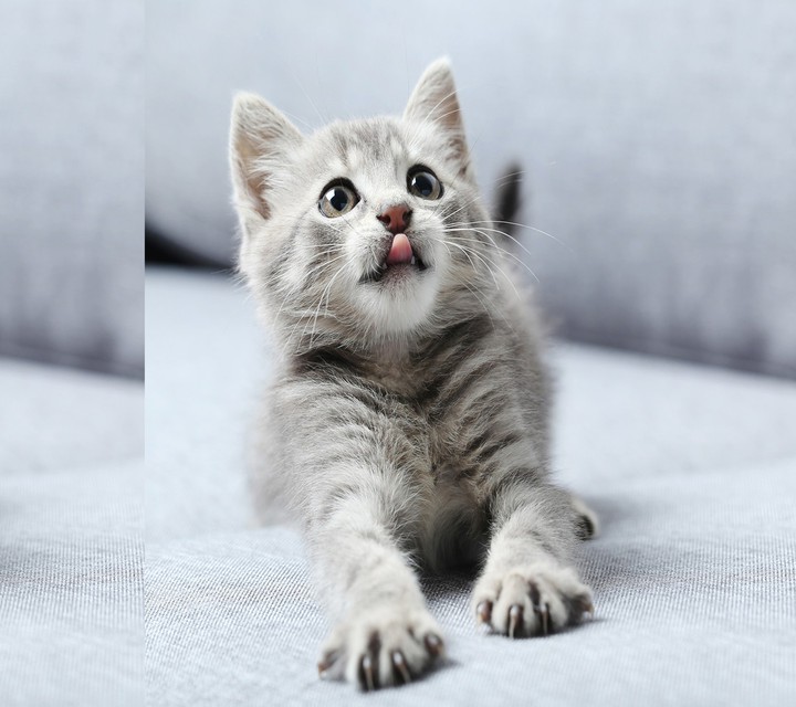 кот
