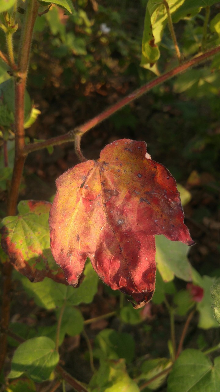 leaf