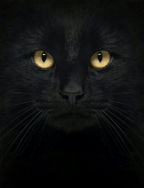 Black cat