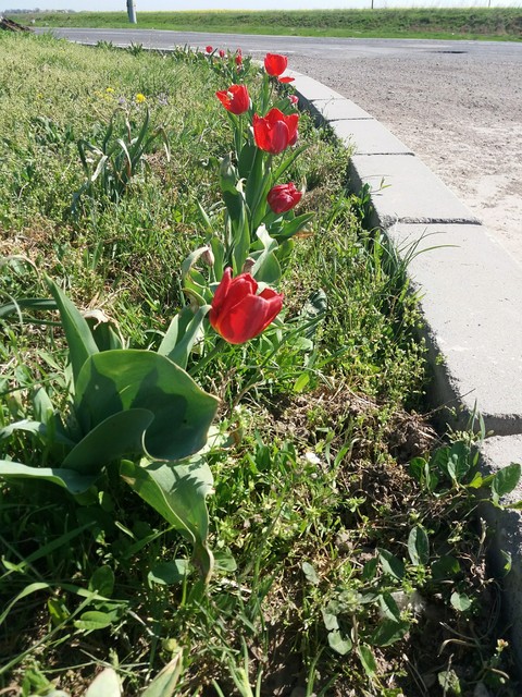 red tulips