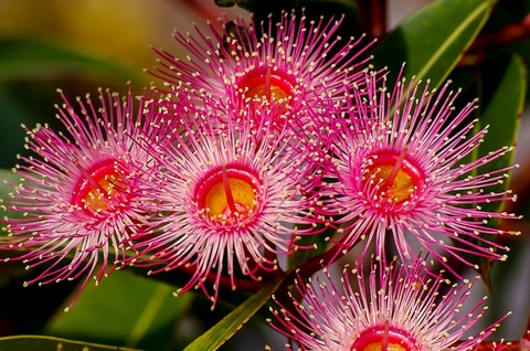 fleurs d'eucalyptus...