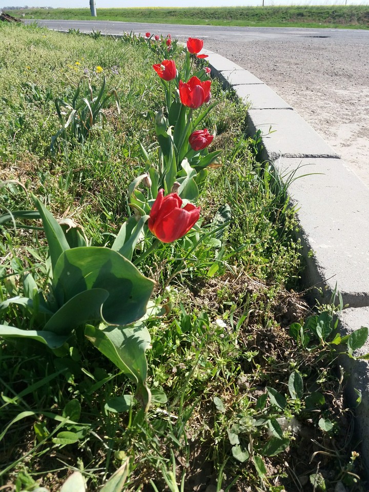 red tulips