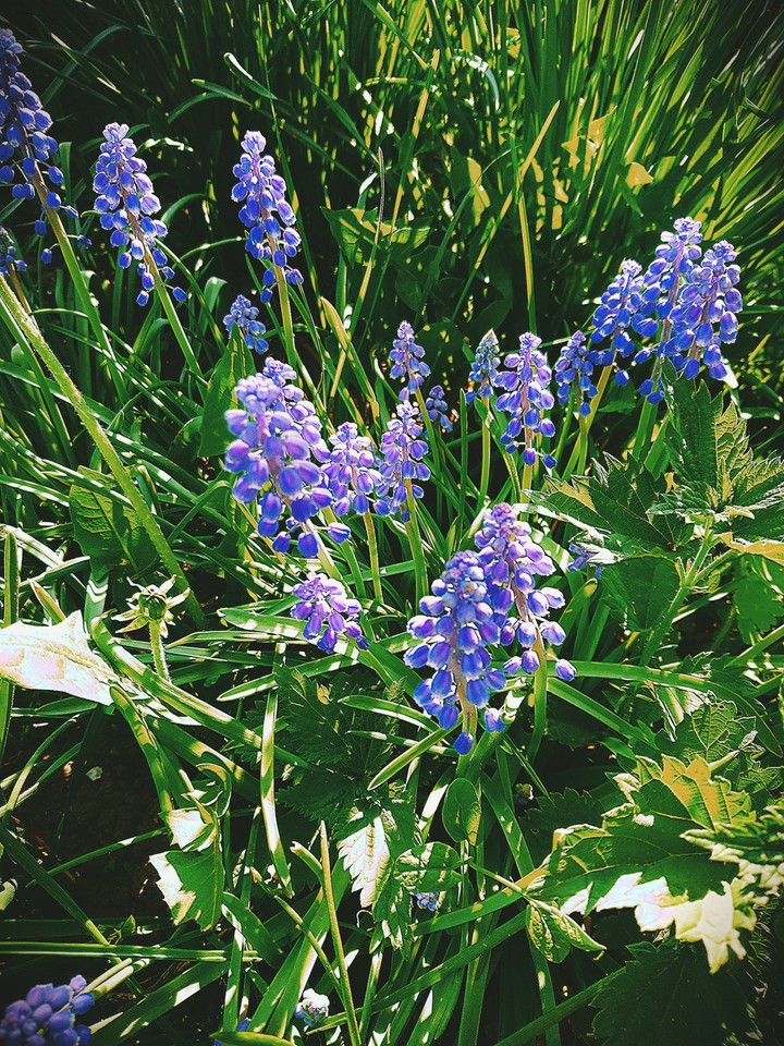 muscari