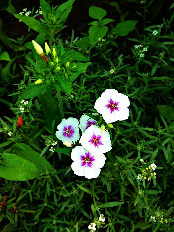 phlox