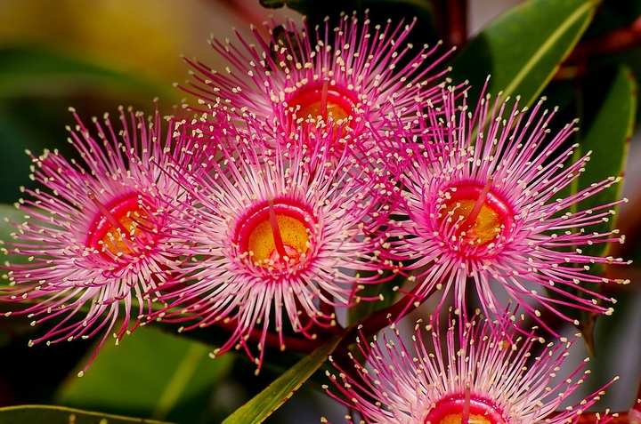 fleurs d'eucalyptus...