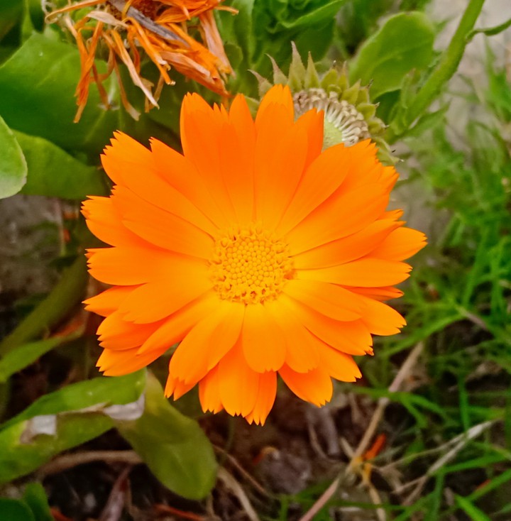 orange beauty