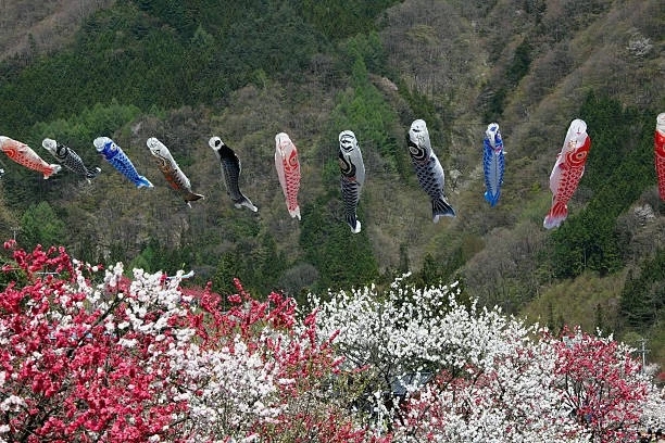 peach blossoms & carp streamers