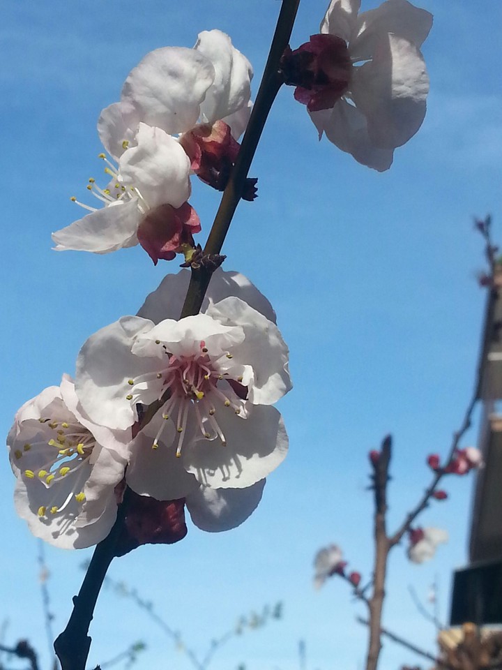 spring