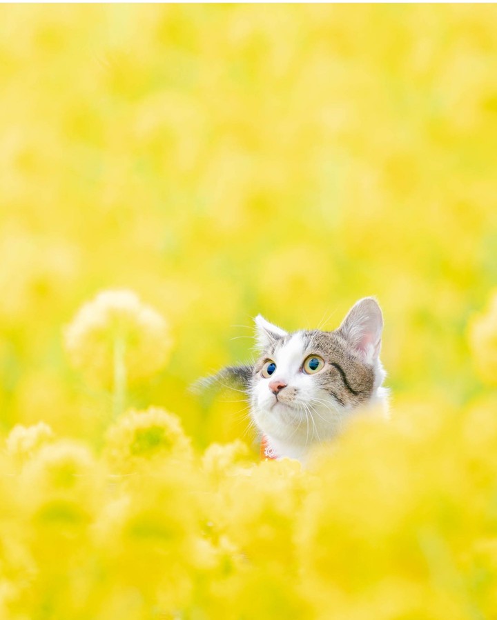 うららか