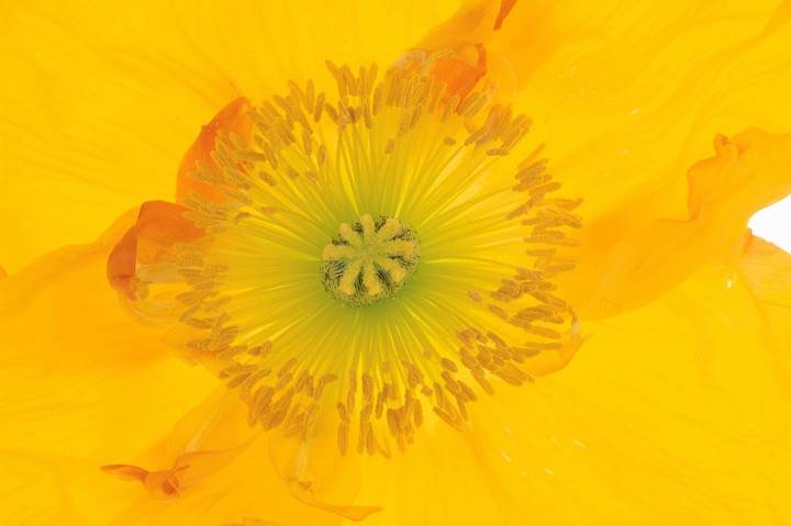 Beautiful Flowers