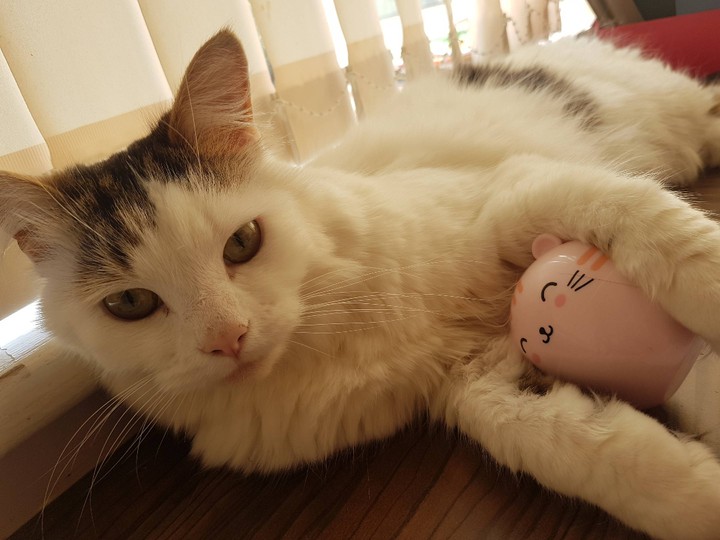 gato