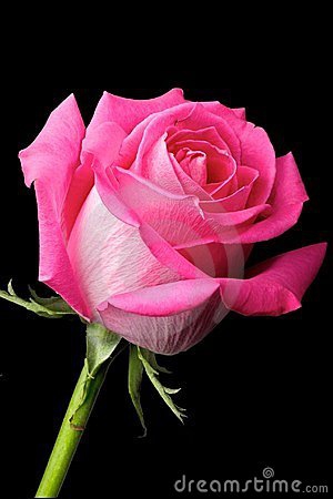 rose