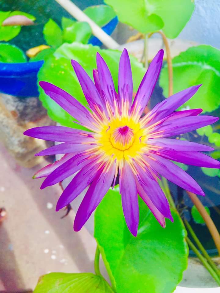 flower