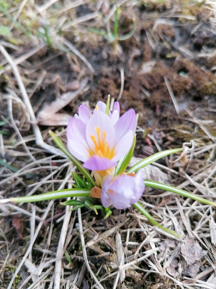 Spring
